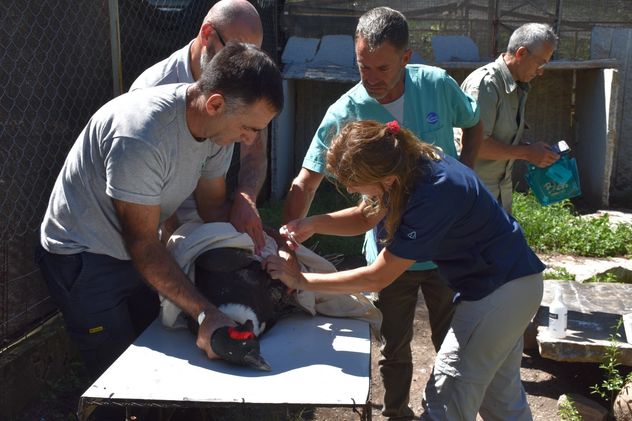 En el Tatú Carreta, colocándole el rastreador a Rosita. Ella es un cóndor libre que vuela mucho en la zona de San Juan.