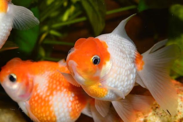 Según la psicología, las personas que viven solas deberían considerar esta mascota.