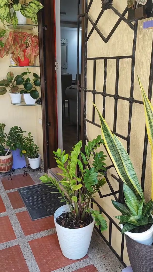 Qué significa poner un potus en la entrada de la casa en julio, según el Feng Shui.