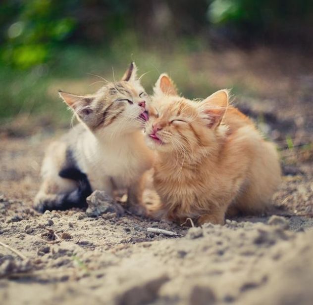 Qué significa que los gatos se laman entre sí, según un estudio científico.