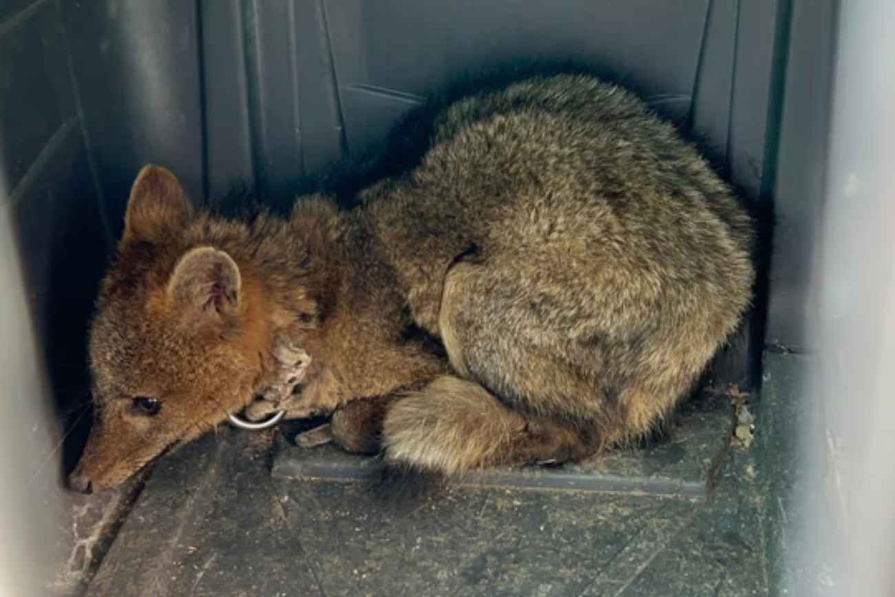 Rescataron a un zorro encadenado que era exhibido ilegalmente en una casa de comidas.