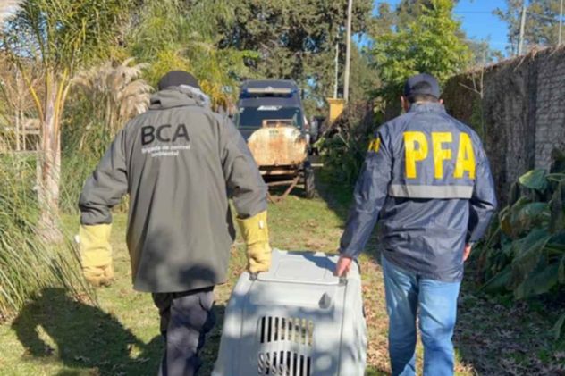 Rescataron a un zorro encadenado que era exhibido ilegalmente en una casa de comidas.