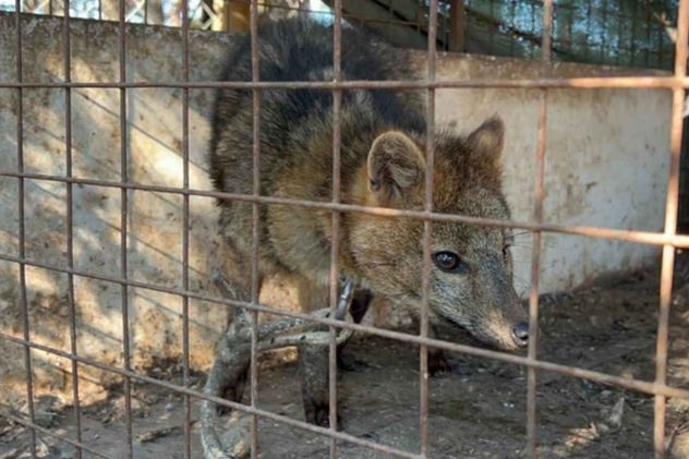 Rescataron a un zorro encadenado que era exhibido ilegalmente en una casa de comidas.