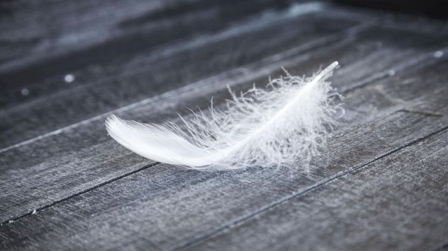 En distintas culturas, las plumas son consideradas símbolos de conexión espiritual, protección y esperanza.
