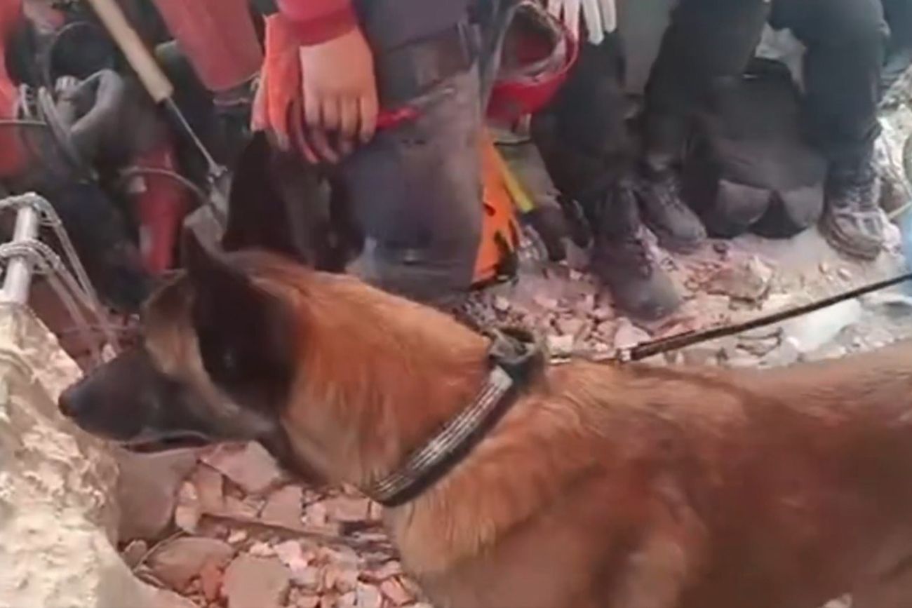 Bart, el perro rescatista argentino que encontró a dos niños bajo los escombros en Venezuela. 