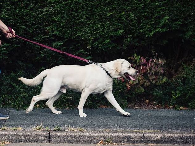Ni más tiempo ni más kilómetros: el cambio en los paseos que mejora la salud de tu perro.