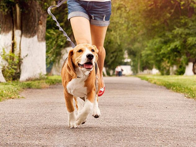 Ni más tiempo ni más kilómetros: el cambio en los paseos que mejora la salud de tu perro.