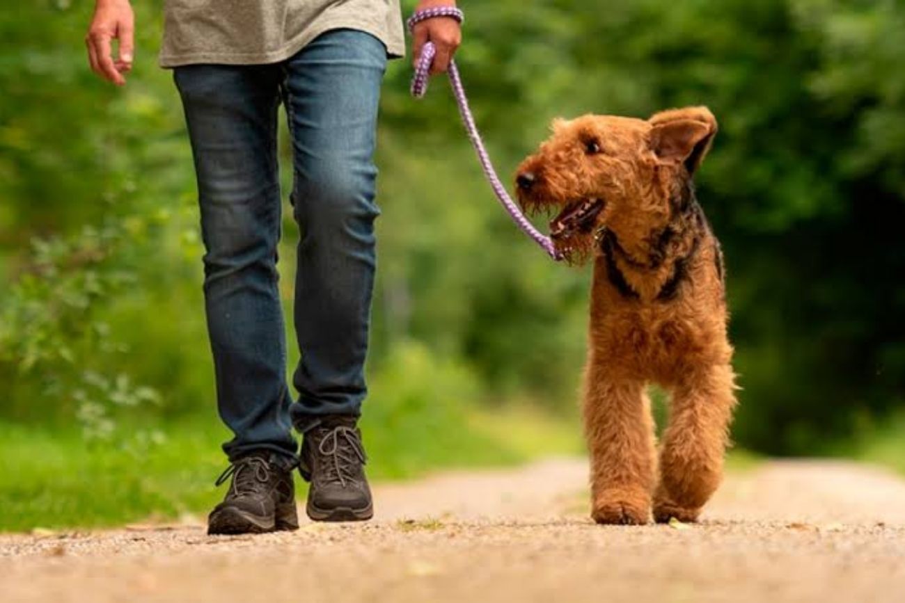 Ni más tiempo ni más kilómetros: el cambio en los paseos que mejora la salud de tu perro.
