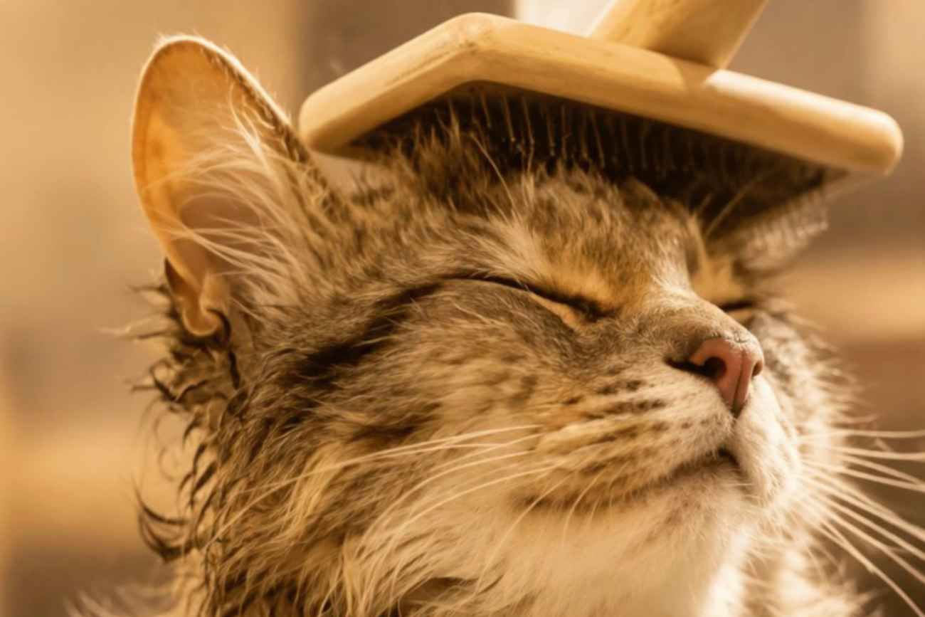 ¿Los gatos se bañan o no?, qué dicen los expertos