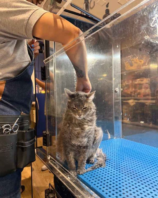 ¿Los gatos se bañan o no?, qué dicen los expertos