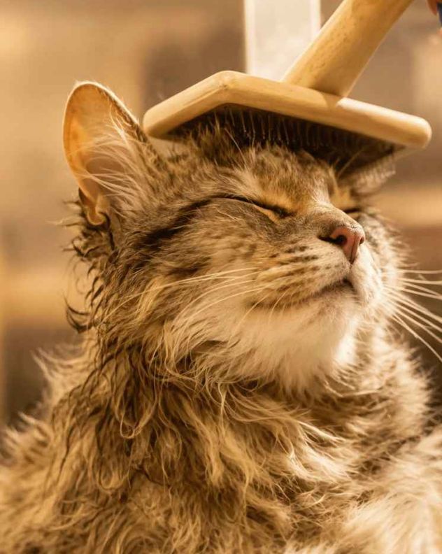 ¿Los gatos se bañan o no?, qué dicen los expertos