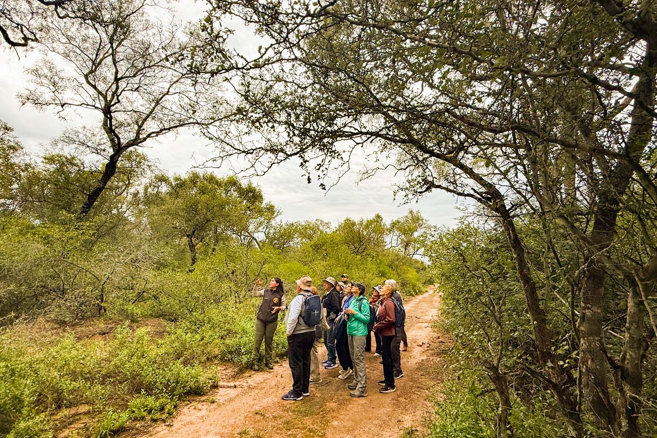 AVISTAJES. Los visitantes caminan por el sendero Munakuy, en el interior del bosque chaqueño del Parque Nacional Copo.