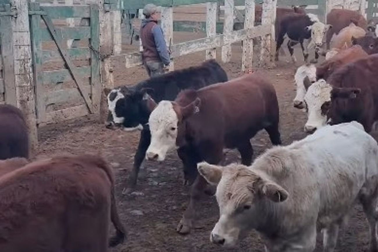INVERNADA PESADA. Los terneros más pesados mejoraron $ 500 respecto de la semana anterior y alcanzaron un tope de $ 6.000 por kilo vivo.
