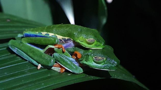 Ranas, uno de los animales emblemáticos de Costa Rica, apareándose (Gentileza Diego Soto).