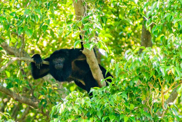 FAUNA. Un ejemplar de carayá salta entre las ramas del bosque en el Parque Nacional del Río Pilcomayo.