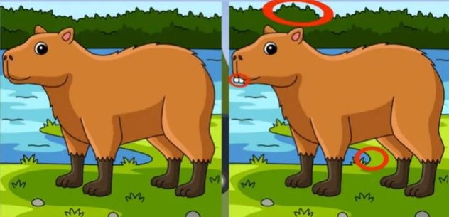 El acertijo visual.