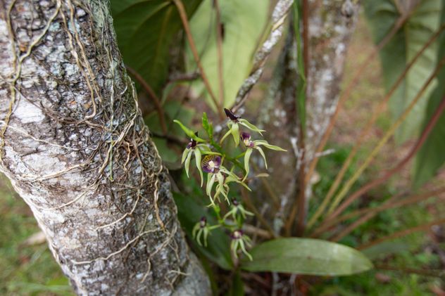 Orquídea negra, flor nacional.