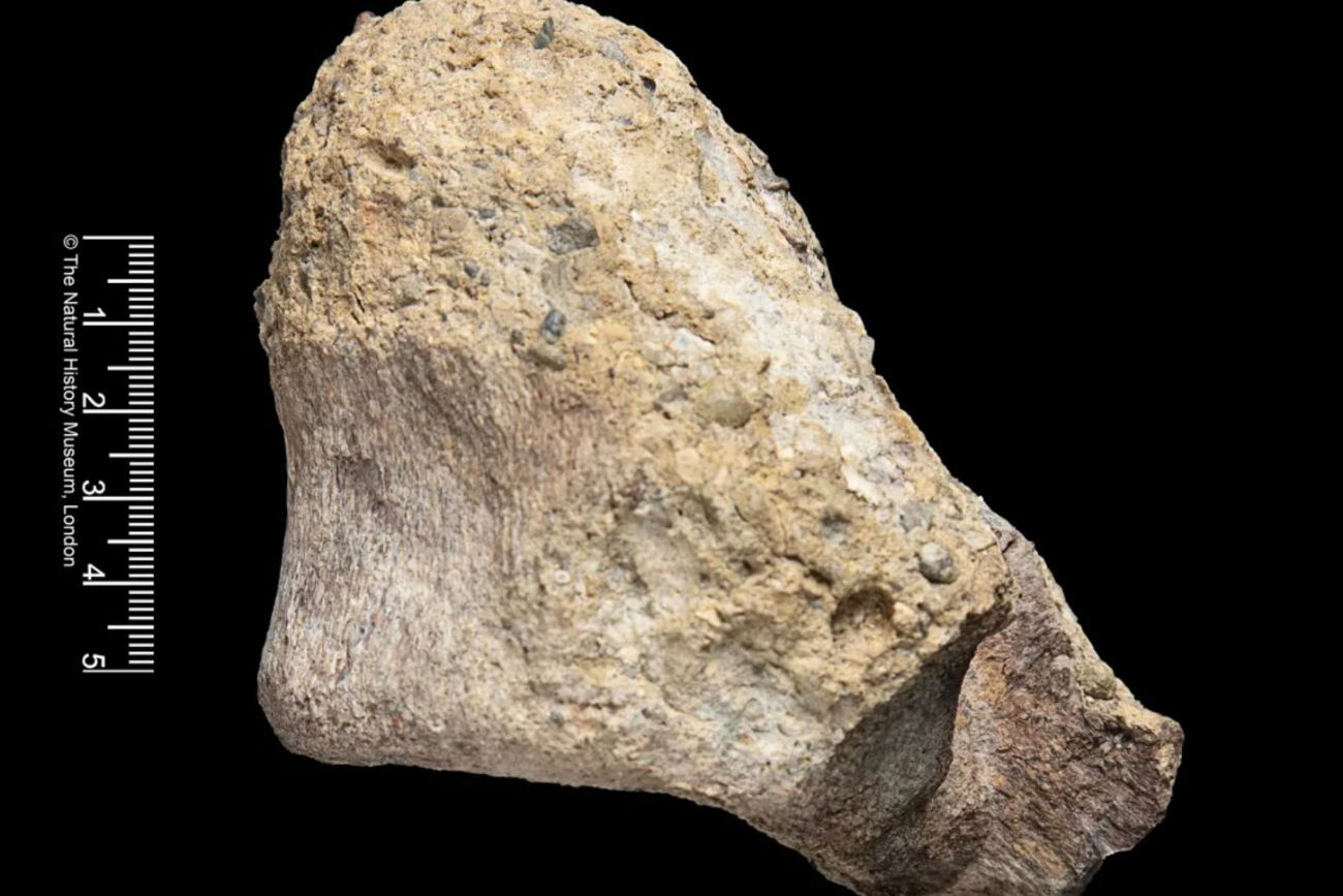 El gigante olvidado de la Antártida: un fósil guardado por décadas resultó ser el primer dinosaurio del continente