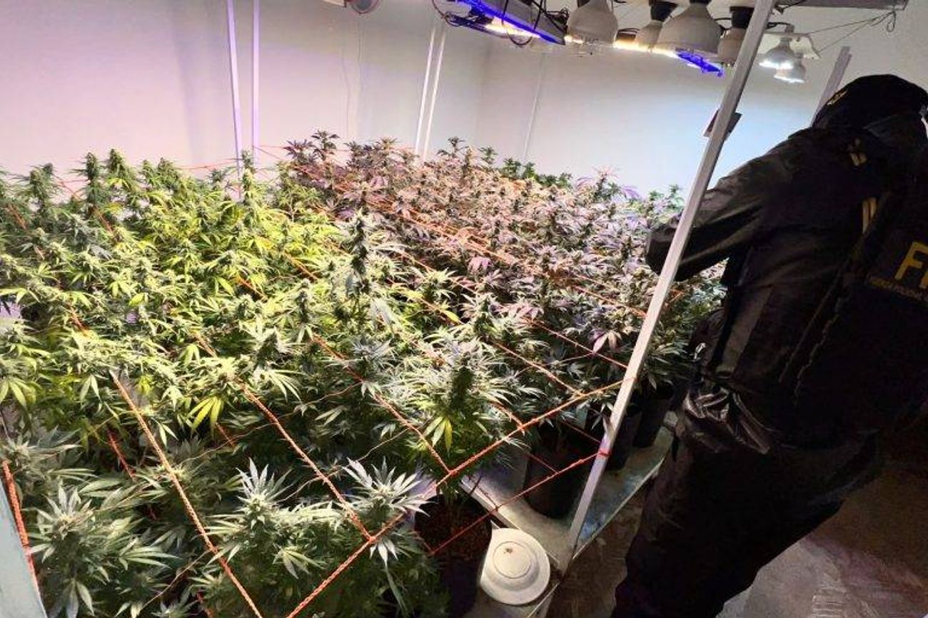 Córdoba: detienen a una pareja que utilizaba una ONG para producir y vender productos cannábicos