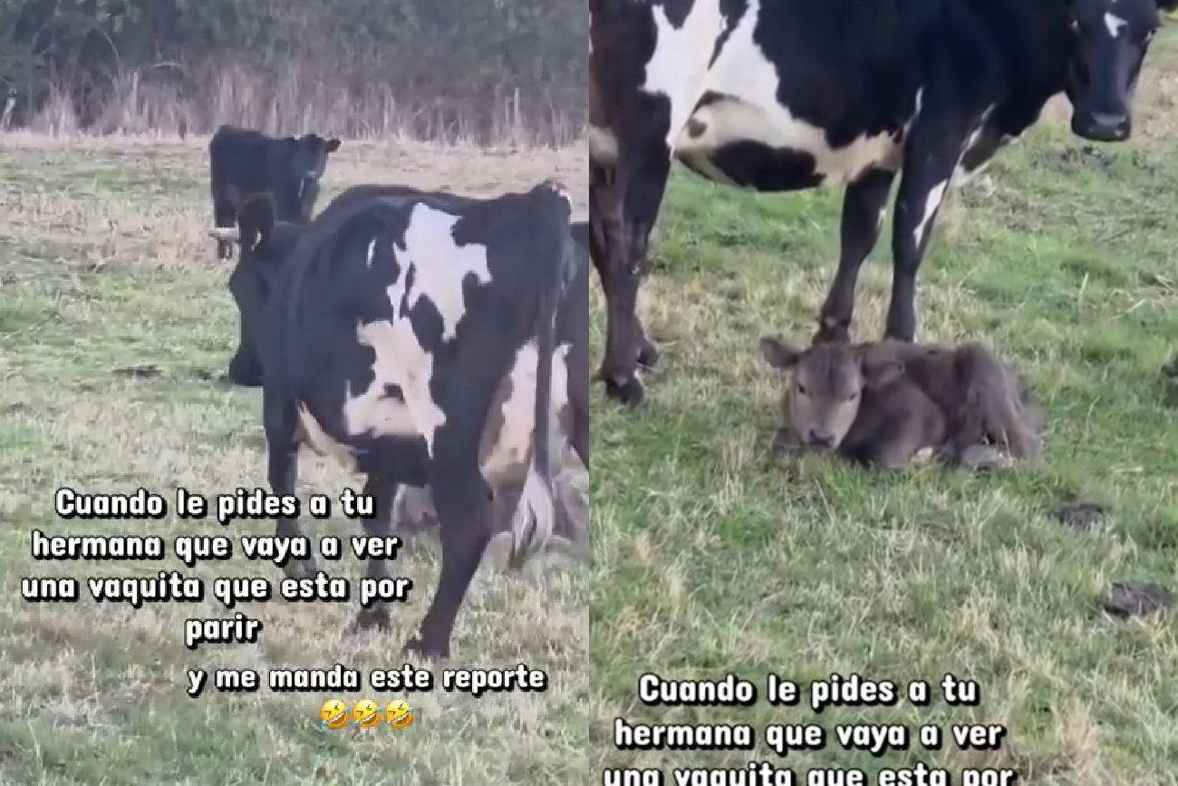Es del campo, vive en EE.UU. y su reacción al no reconocer un ternero recién nacido es viral
