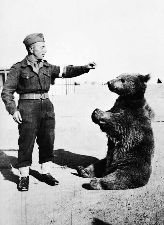 Wojtek fue un oso pardo adoptado por los soldados de la 22.º Compañía de Suministros de Artillería, Segundo Cuerpo, del ejército polaco durante la Segunda Guerra Mundial.