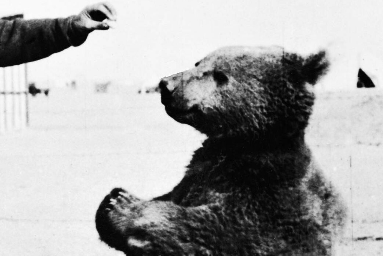 Wojtek fue un oso pardo sirio (Ursus arctos syriacus) que se convirtió en la célebre mascota y miembro simbólico del II Cuerpo Polaco durante la Segunda Guerra Mundial.