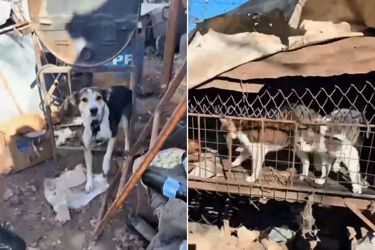 Córdoba: allanaron una casa por presunto maltrato animal tras la difusión de videos en redes