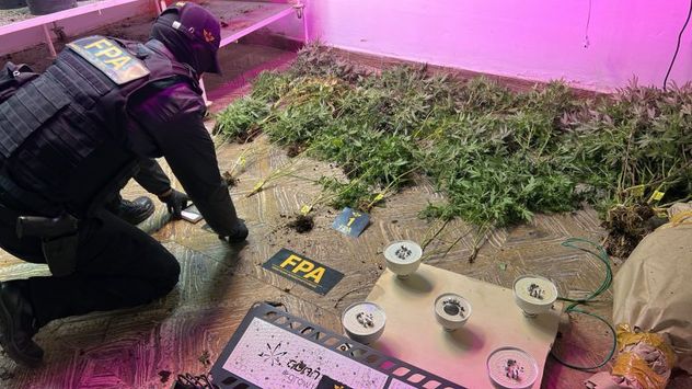Córdoba. Detienen a una pareja que utilizaba una ONG para producir y vender productos cannábicos.