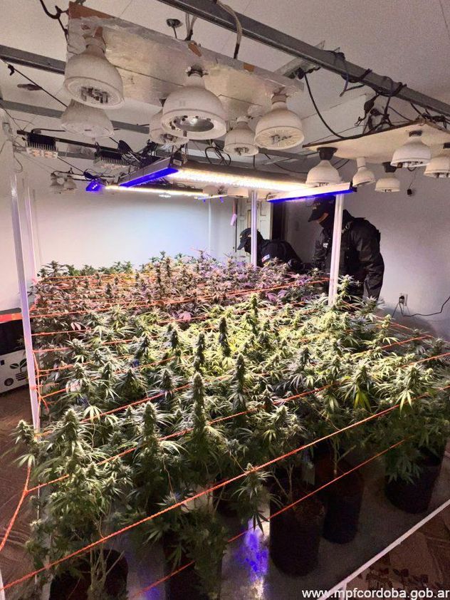 Córdoba. Detienen a una pareja que utilizaba una ONG para producir y vender productos cannábicos.