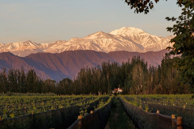 Finca Bandini propone una inmersión en el mundo del vino con degustaciones, recorridos entre viñedos y vistas privilegiadas a la Cordillera de los Andes.