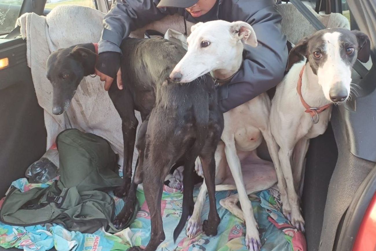 Caza ilegal: la Policía de Córdoba rescató tres perros galgos yd etuvo a seis personas