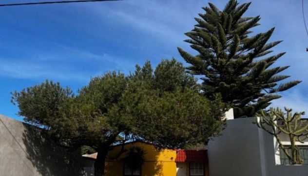 Pelea entre vecinos por una araucaria.