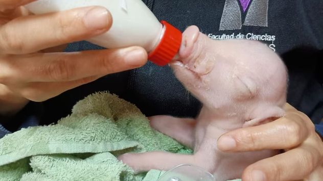 Nació el primer cerdo modificado genéticamente en Argentina para trasplantes de órganos humanos.