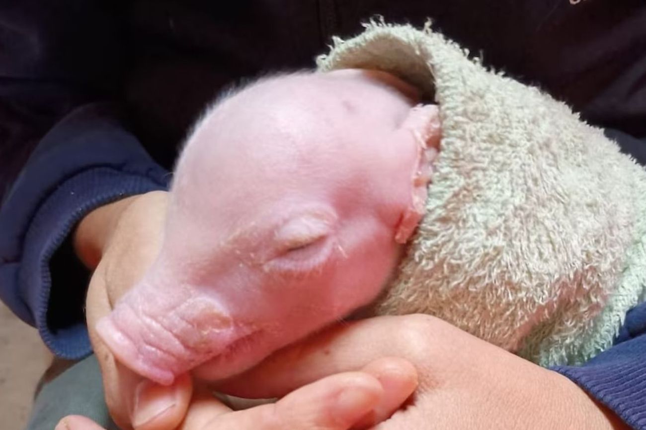 Nació el primer cerdo modificado genéticamente en Argentina para trasplantes de órganos humanos.