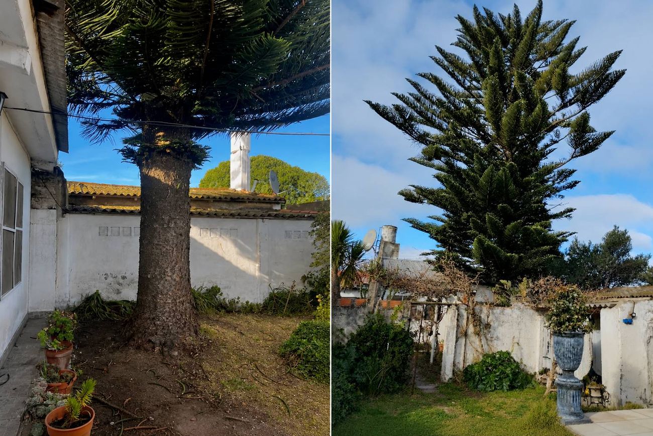 Pelea entre vecinos por una araucaria.