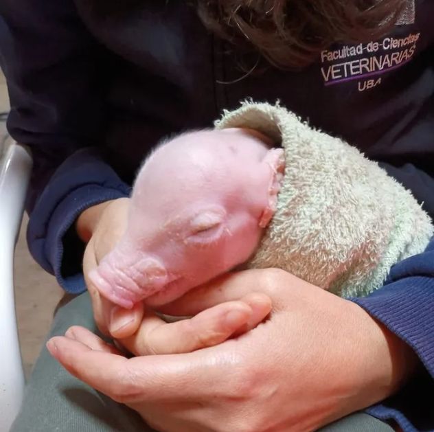 Nació en Argentina el primer cerdo modificado genéticamente para trasplantes a humanos.