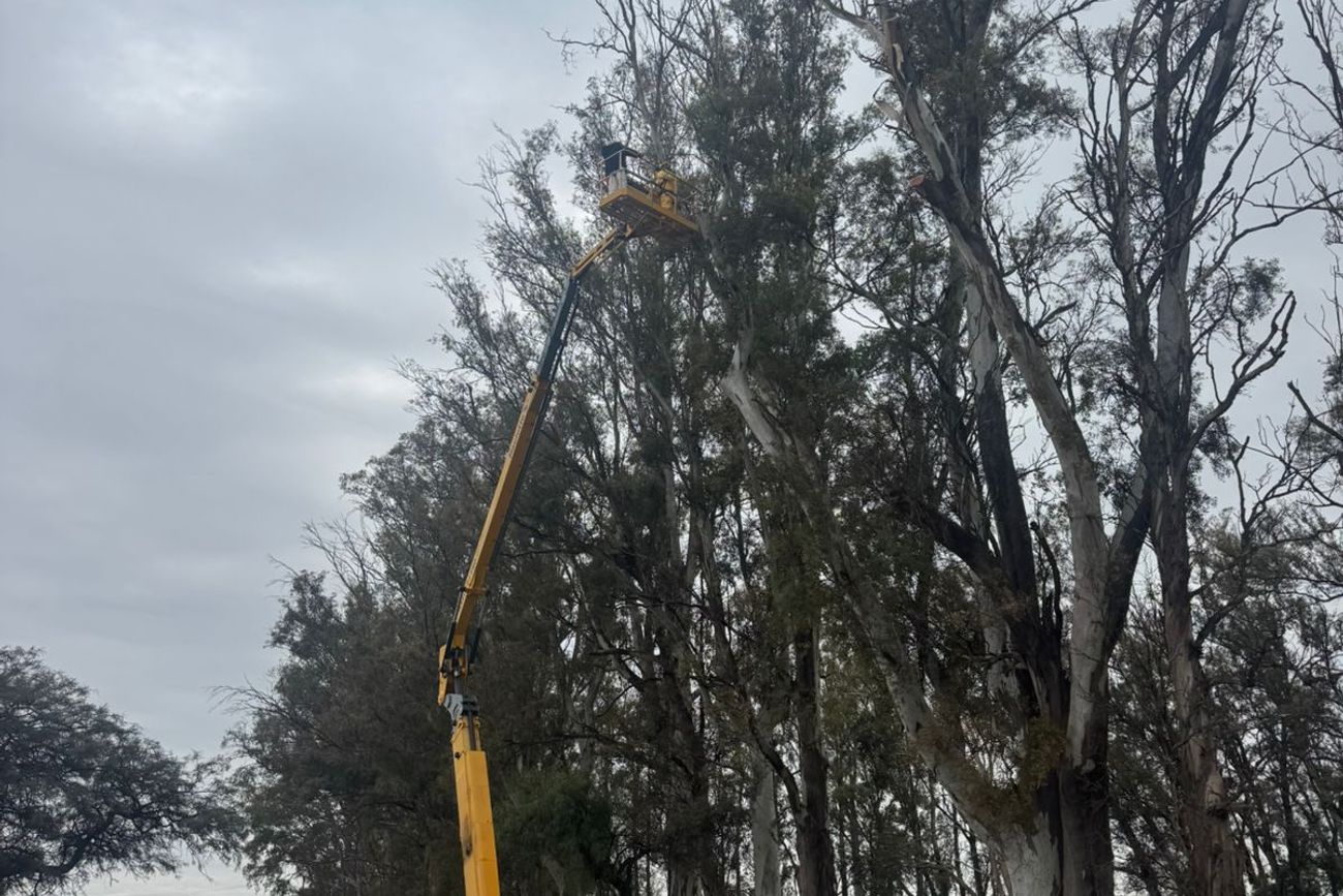 Retocan línea de arbolado sobre ruta nacional 19. 