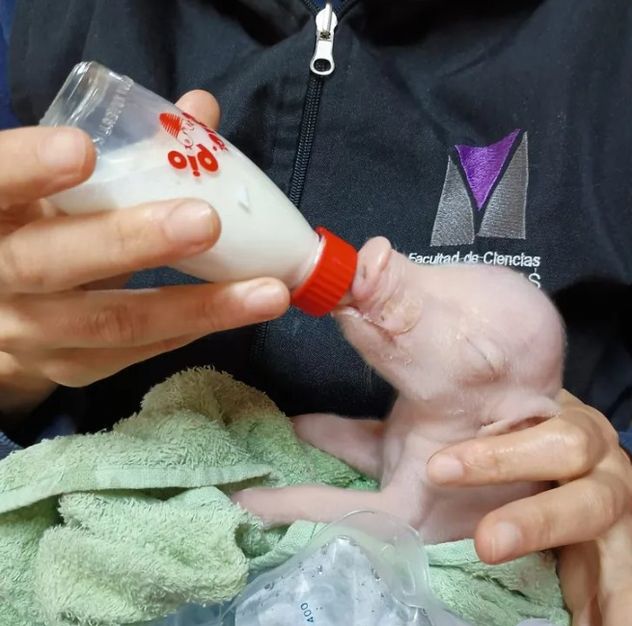 Nació en Argentina el primer cerdo modificado genéticamente para trasplantes a humanos.