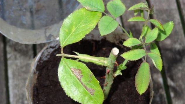 Cada invierno, el Rosedal de Palermo realiza la poda de sus rosales y entrega gratuitamente esquejes para que los vecinos puedan cultivarlos en sus hogares.
