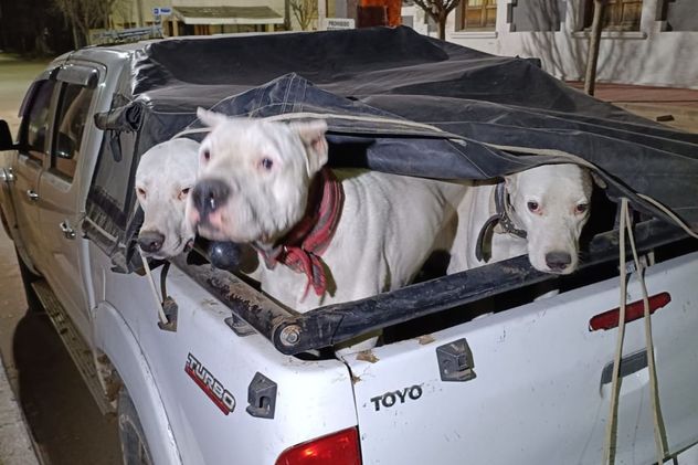 Córdoba: rescataron más de 20 perros y detuvieron a 16 personas en operativos rurales