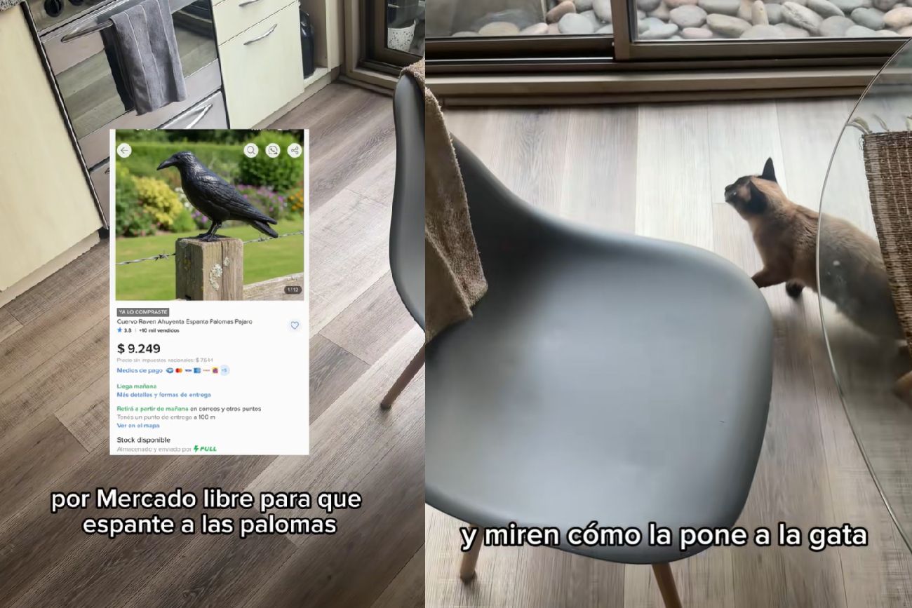 La gata enloquece.