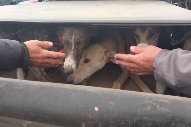 Córdoba: rescataron más de 20 perros y detuvieron a 16 personas en operativos rurales