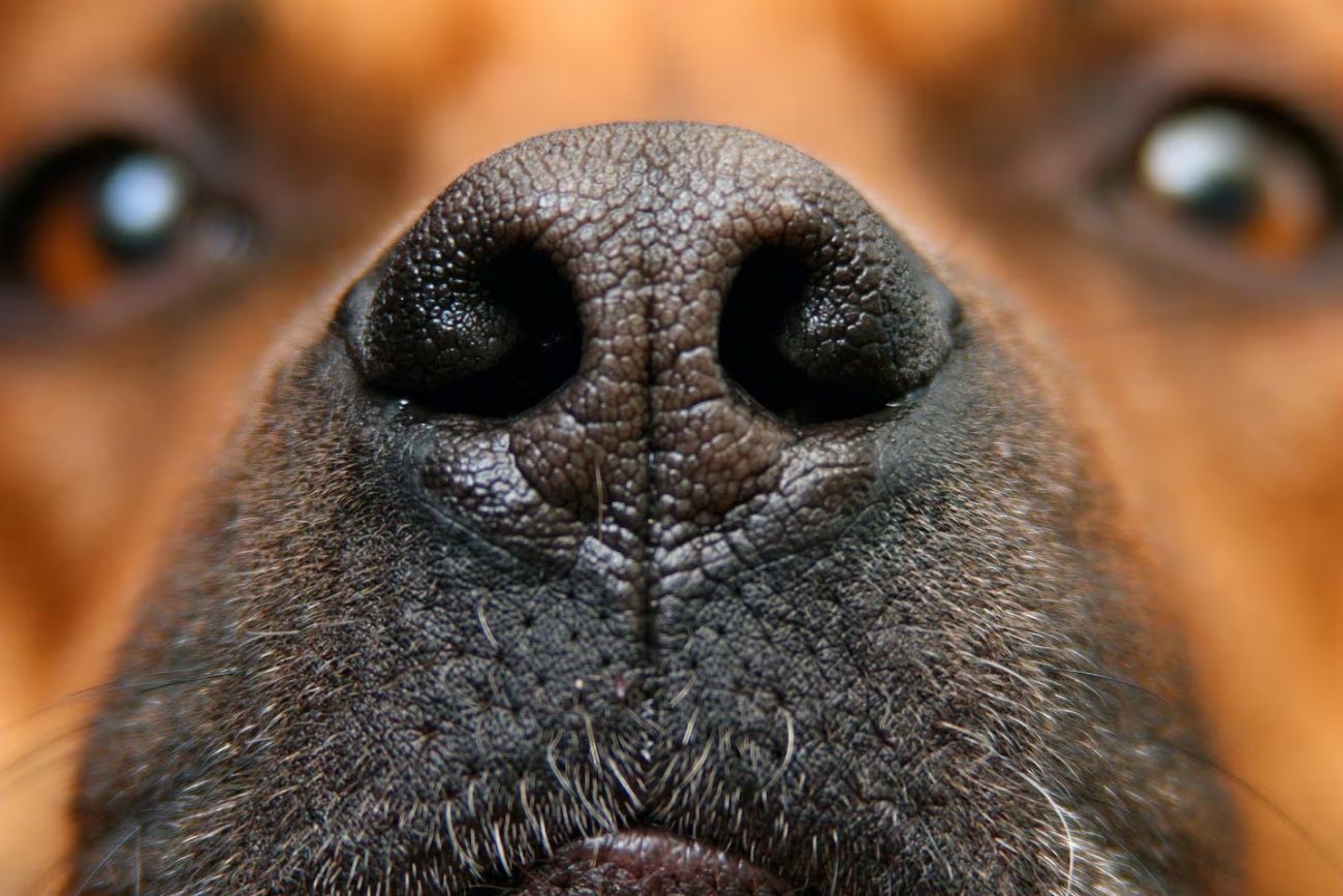 Qué significa que tu perro te toque con la nariz, según especialistas en comportamiento animal