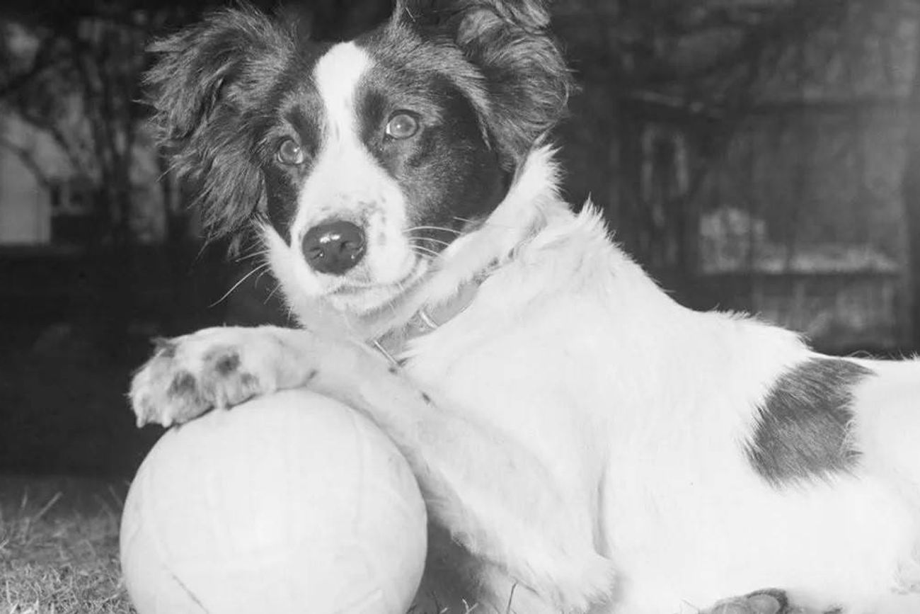 Pickles (2 de enero de 1962/1963 - 28 de diciembre de 1967) fue un célebre perro blanco y negro inglés, conocido por su papel en la recuperación del Trofeo Jules Rimet, que fue robado antes del inicio de la Copa Mundial de Fútbol de 1966 en Inglaterra.