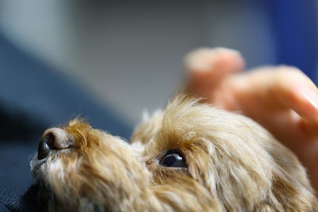 Qué significa que tu perro te toque con la nariz, según especialistas en comportamiento animal.