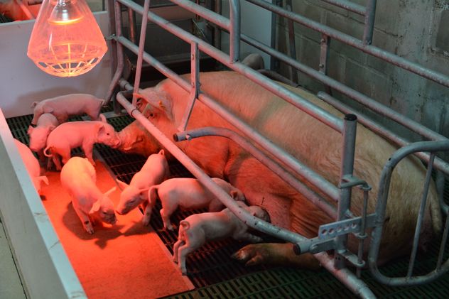 GRANJA PORCINA. El establecimiento de la cooperativa Cotagro produce más de seis millones de kilos de carne de cerdo por año.