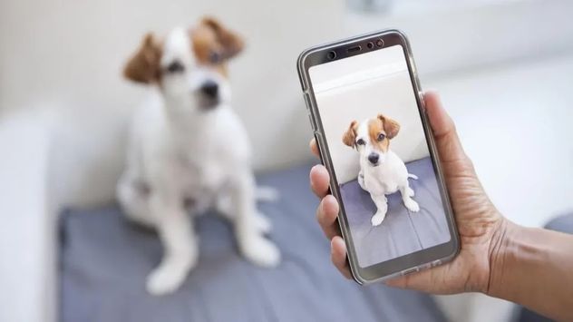 Samsung presentó una función con IA para detectar problemas de salud en mascotas antes de ir al veterinario.