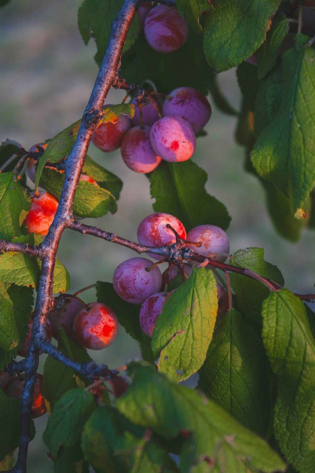 Pruina en ciertas frutas, qué es y por qué conviene no eliminarla antes de tiempo. 