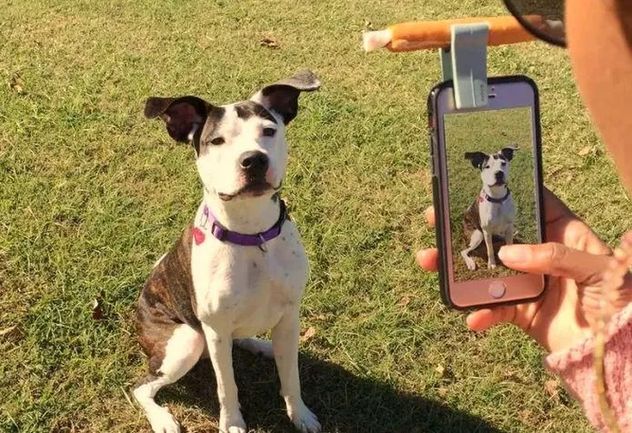 Samsung presentó una función con IA para detectar problemas de salud en mascotas antes de ir al veterinario.