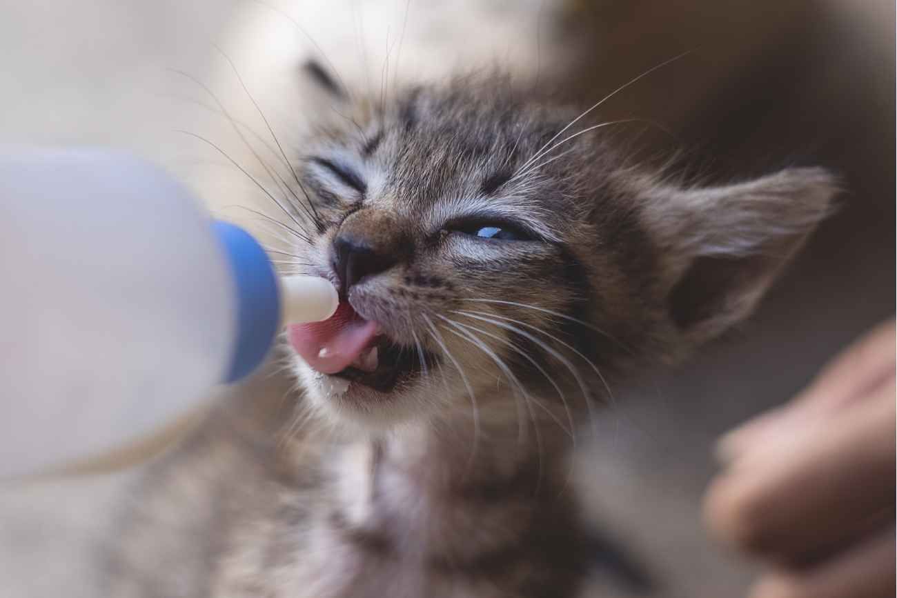 Gatos recién nacidos y alimentación. 